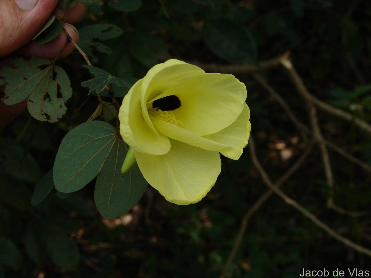 Bauhinia racemosa Lam.